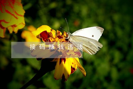接码赚钱违法 接码赚钱违法