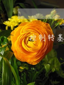 控制转基因安全的法律和法规 控制转基因安全的法律和法规