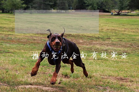 推动宪法全面有效实施 推动宪法全面有效实施
