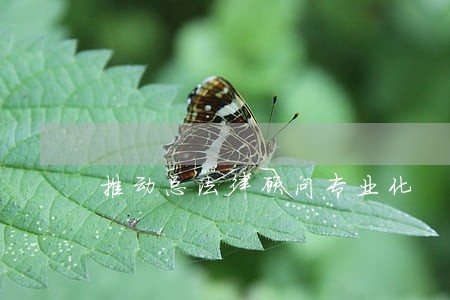 推动总法律顾问专业化 推动总法律顾问专业化