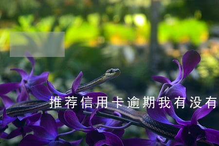 推荐信用卡逾期我有没有责任