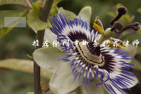 推荐徐州市职务犯罪律师咨询 推荐徐州市职务犯罪律师咨询
