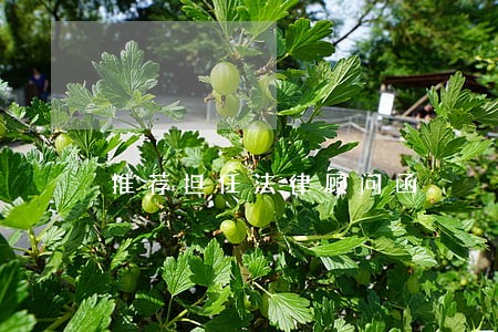 推荐担任法律顾问函
