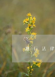 推行法律顾问制度工作报告 推行法律顾问制度工作报告