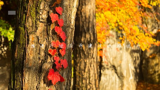 推进行政应诉建设法治政府