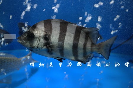 措勤县单方面离婚诉讼律师 措勤县单方面离婚诉讼律师