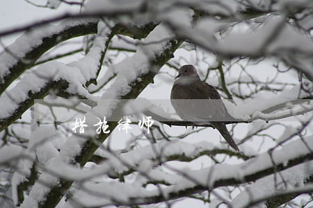 措施律师 措施律师