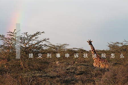 提交刑事申诉状法院怎么处理