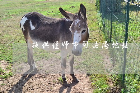 提供偃师市司法局地址 提供偃师市司法局地址