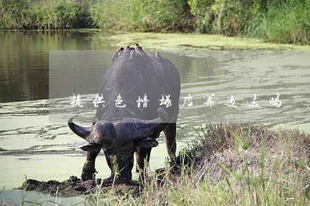 提供色情场店算违法吗 提供色情场店算违法吗