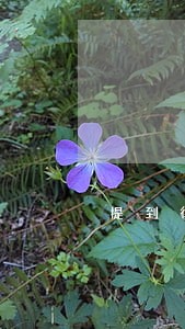 提到律师 提到律师