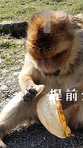 提前全部还房贷只还本金吗 提前全部还房贷只还本金吗