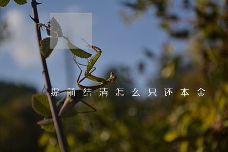 提前结清怎么只还本金 提前结清怎么只还本金