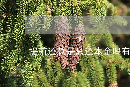 提前还款是只还本金吗有违约金吗 提前还款是只还本金吗有违约金吗