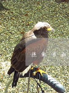 提单保函法律关系
