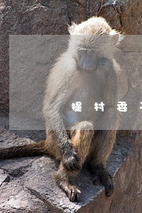 提村委干部违法计划生育