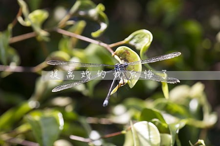 提离婚的我后悔了 提离婚的我后悔了