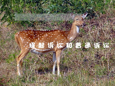 提起诉讼和普通诉讼 提起诉讼和普通诉讼