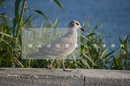 提起诉讼需要经过律师吗