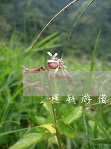 提钱游借款逾期2天 提钱游借款逾期2天
