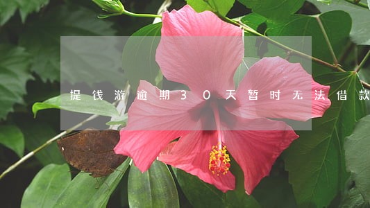 提钱游逾期30天暂时无法借款 提钱游逾期30天暂时无法借款