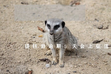 提钱游逾期5天会上征信吗 提钱游逾期5天会上征信吗