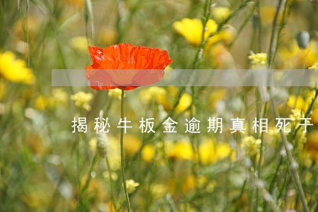 揭秘牛板金逾期真相死于自融 揭秘牛板金逾期真相死于自融