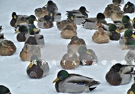 揭阳前十大家庭律师哪家专业
