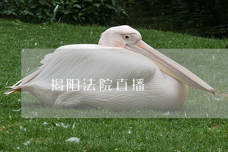 揭阳法院直播