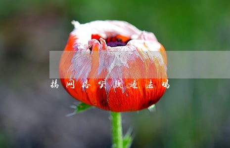 搞网络贷款违法吗 搞网络贷款违法吗
