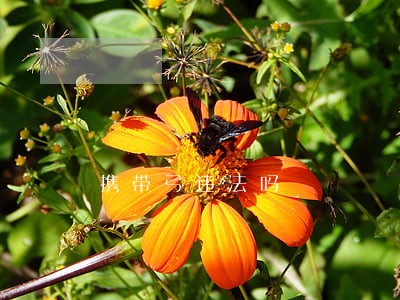 携带弓违法吗 携带弓违法吗