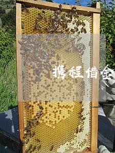 携程借金融2020年十月逾期 携程借金融2020年十月逾期