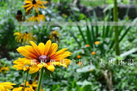 携程借钱逾期1天内还没事吧 携程借钱逾期1天内还没事吧