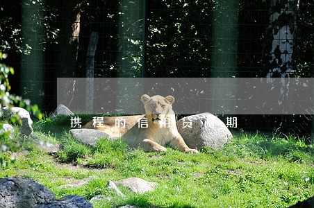 携程的信用贷逾期 携程的信用贷逾期