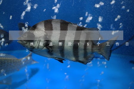 携程退票款15个工作日逾期 携程退票款15个工作日逾期