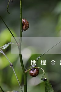 携程金融2000元逾期会怎么样 携程金融2000元逾期会怎么样