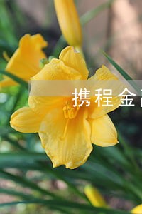 携程金融借去花逾期75天怎么办 携程金融借去花逾期75天怎么办