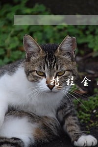 携程金融逾期11天 携程金融逾期11天