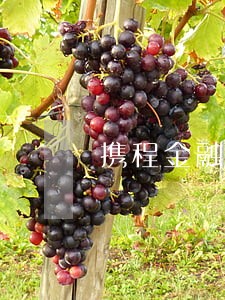 携程金融逾期400天 携程金融逾期400天