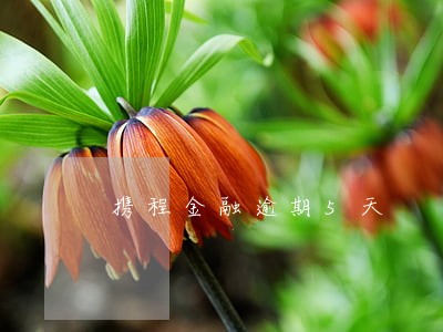 携程金融逾期5天 携程金融逾期5天