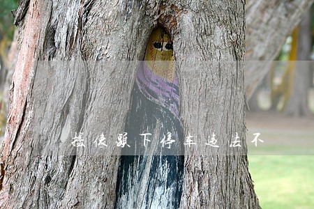 摄像头下停车违法不 摄像头下停车违法不