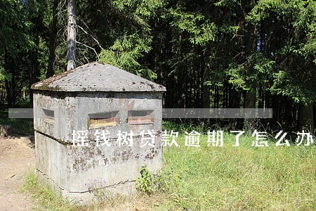 摇钱树贷款逾期了怎么办