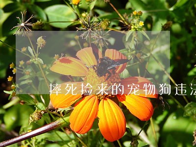 摔死捡来的宠物狗违法吗 摔死捡来的宠物狗违法吗