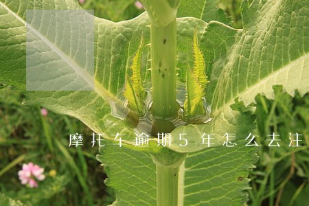 摩托车逾期5年怎么去注销 摩托车逾期5年怎么去注销