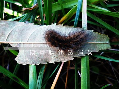 摸童脸违法吗女 摸童脸违法吗女