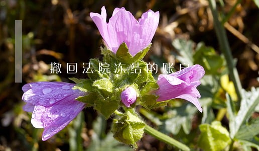 撤回法院冻结的账户