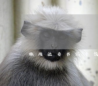 撤政法委书记干预司法 撤政法委书记干预司法