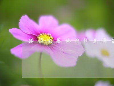 撤销宅基地诉讼主体资格