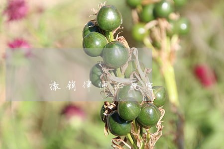 撤销律师证规定 撤销律师证规定