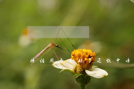 撸信用卡逾期了还能申请吗 撸信用卡逾期了还能申请吗